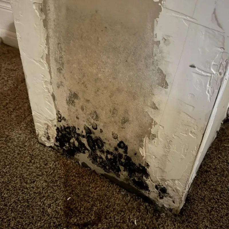 Professional Mold Removal in Tishomingo County, MS